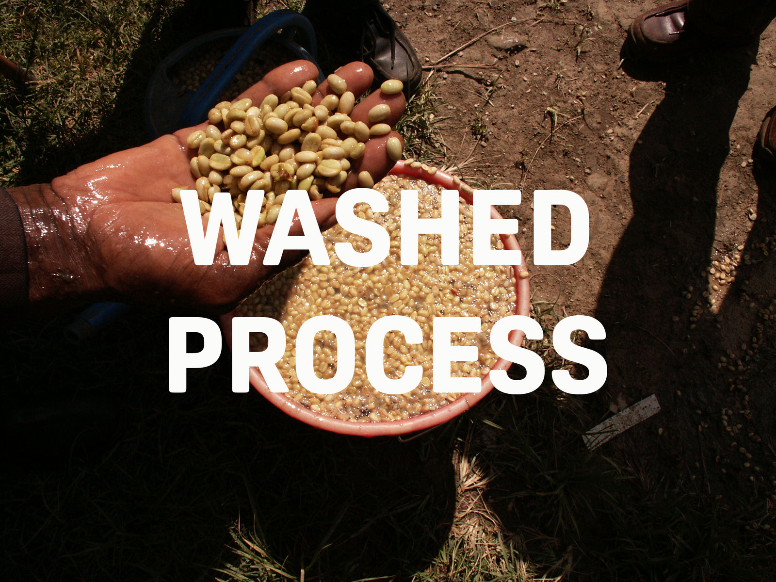 Washed Coffee Process