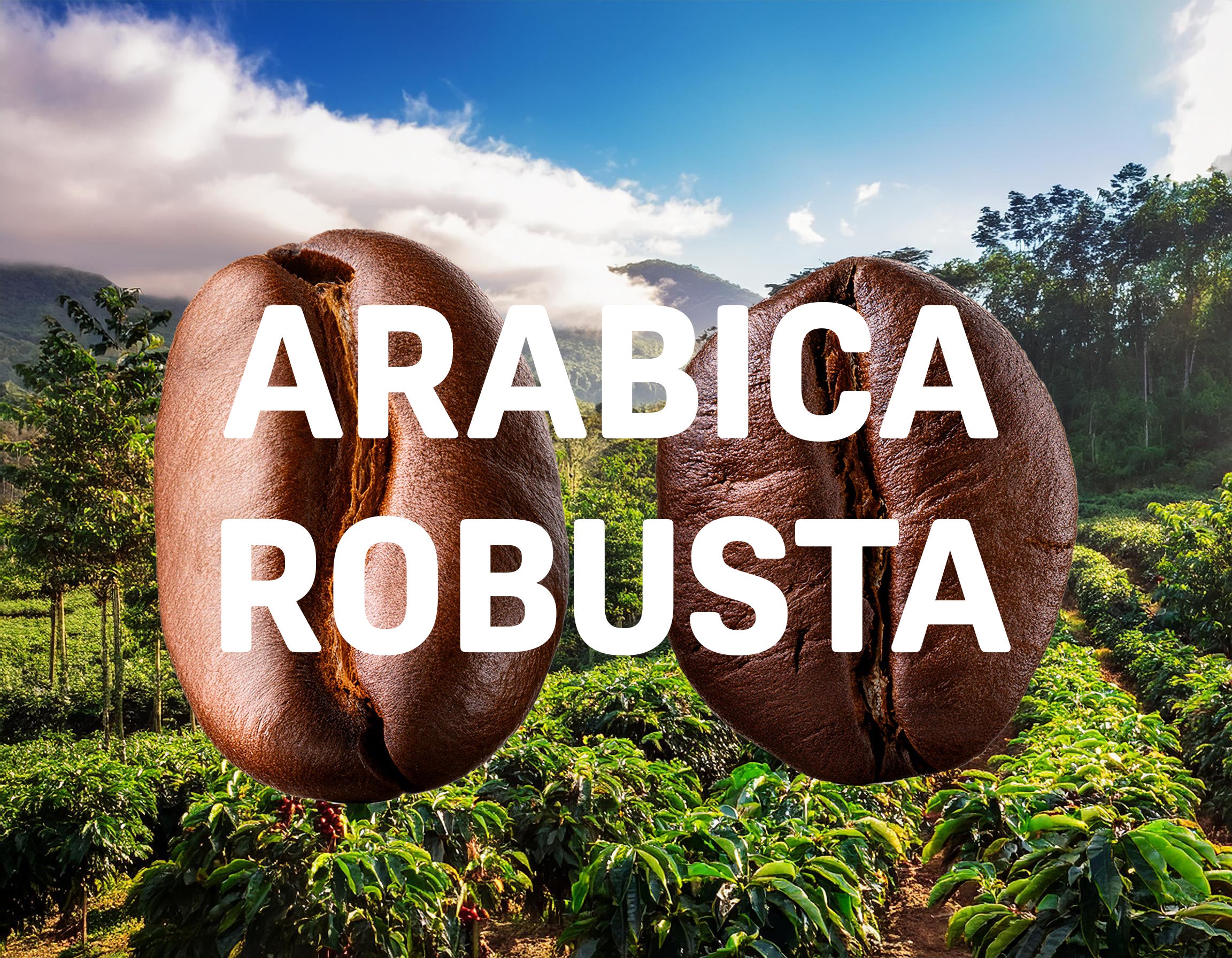 Arabica and Robusta Beans