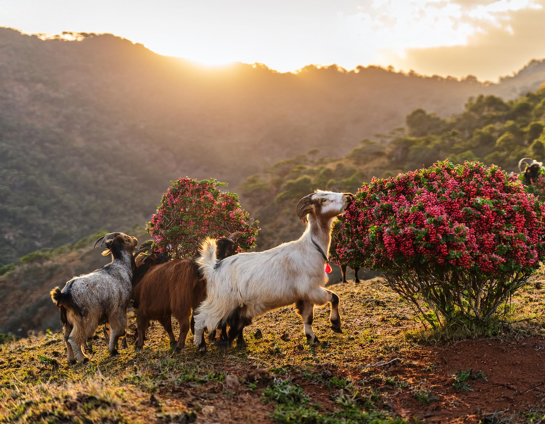 Have you ever wondered where your morning cup of coffee began? At Happy Goat Coffee Company, we love sharing the origin story of this magical brew—one that starts with a curious goat herder, some mischievous goats, and a few bright red berries. 