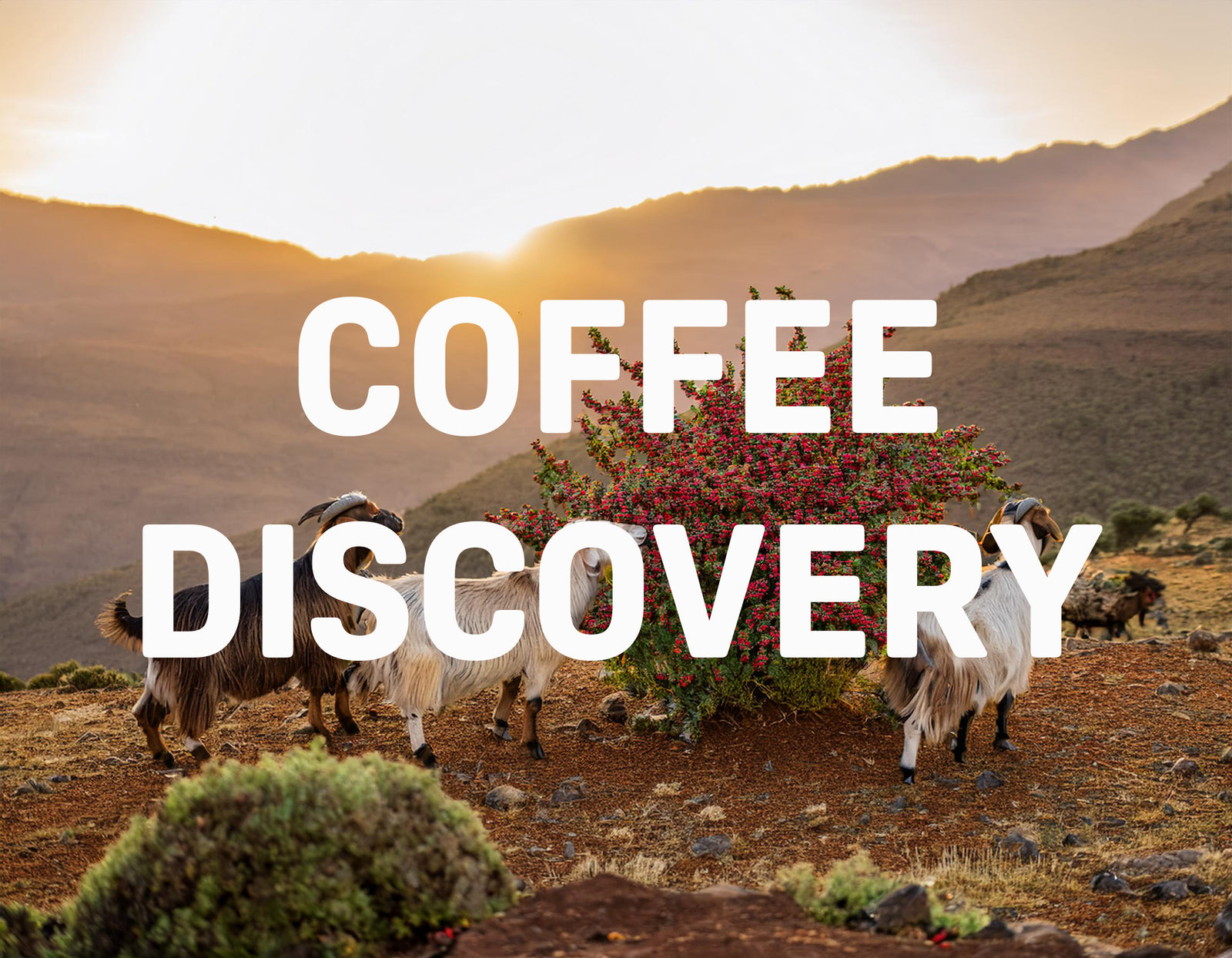 Discovery of Coffee